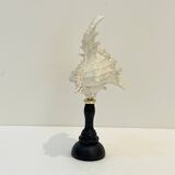 Antique Murex Ramosus Shell on a turned wooden base Napoleon III 19th century