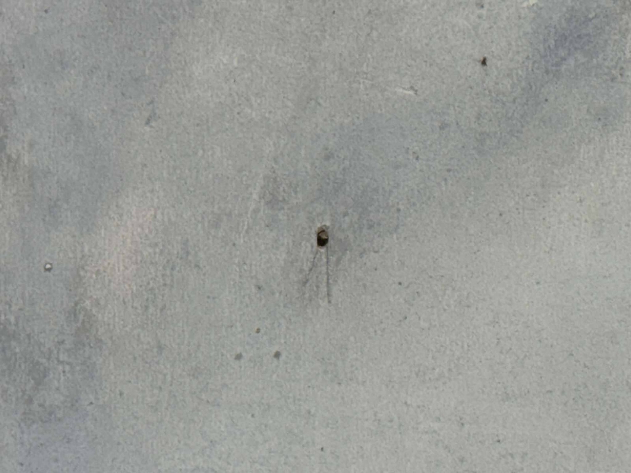 Aquarelle sous verre fin XIXème signée A.Johnston 1891