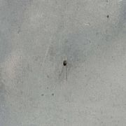Aquarelle sous verre fin XIXème signée A.Johnston 1891