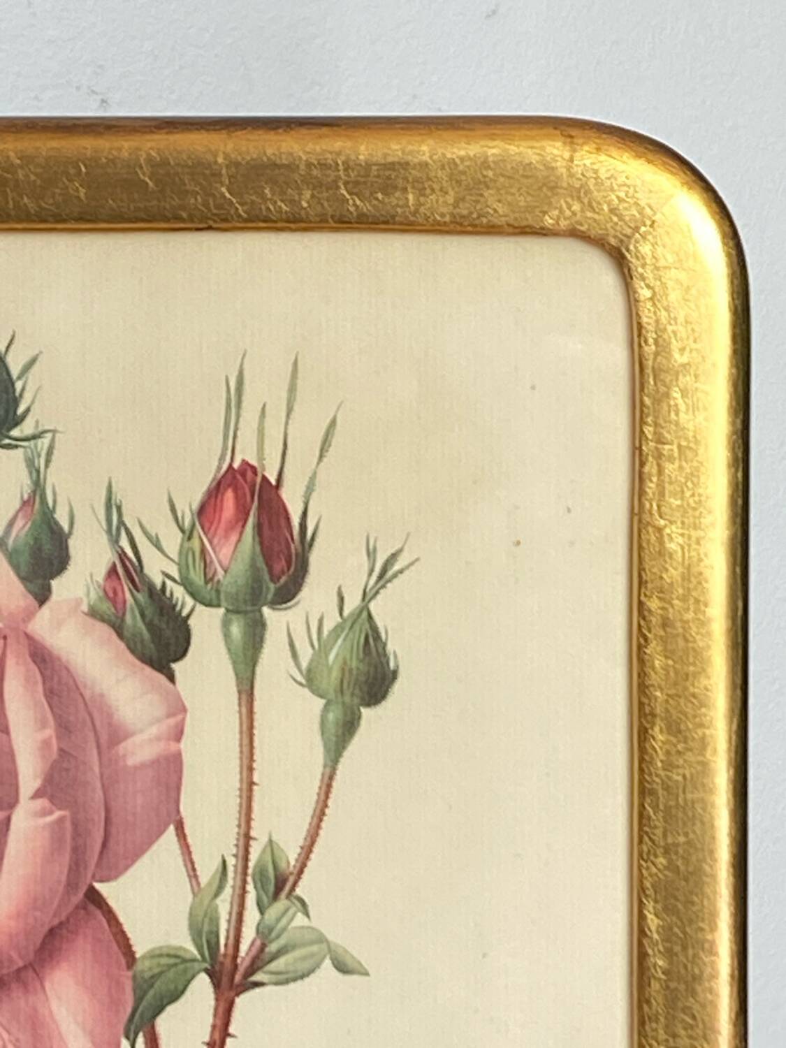 Botanical poster, Rosa Centifolia, after PJ Redouté