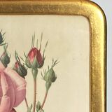 Botanical poster, Rosa Centifolia, after PJ Redouté