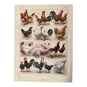Lithographie sur les poules (XXXV) - 1920
