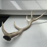 Taxidermie en bois de cerf