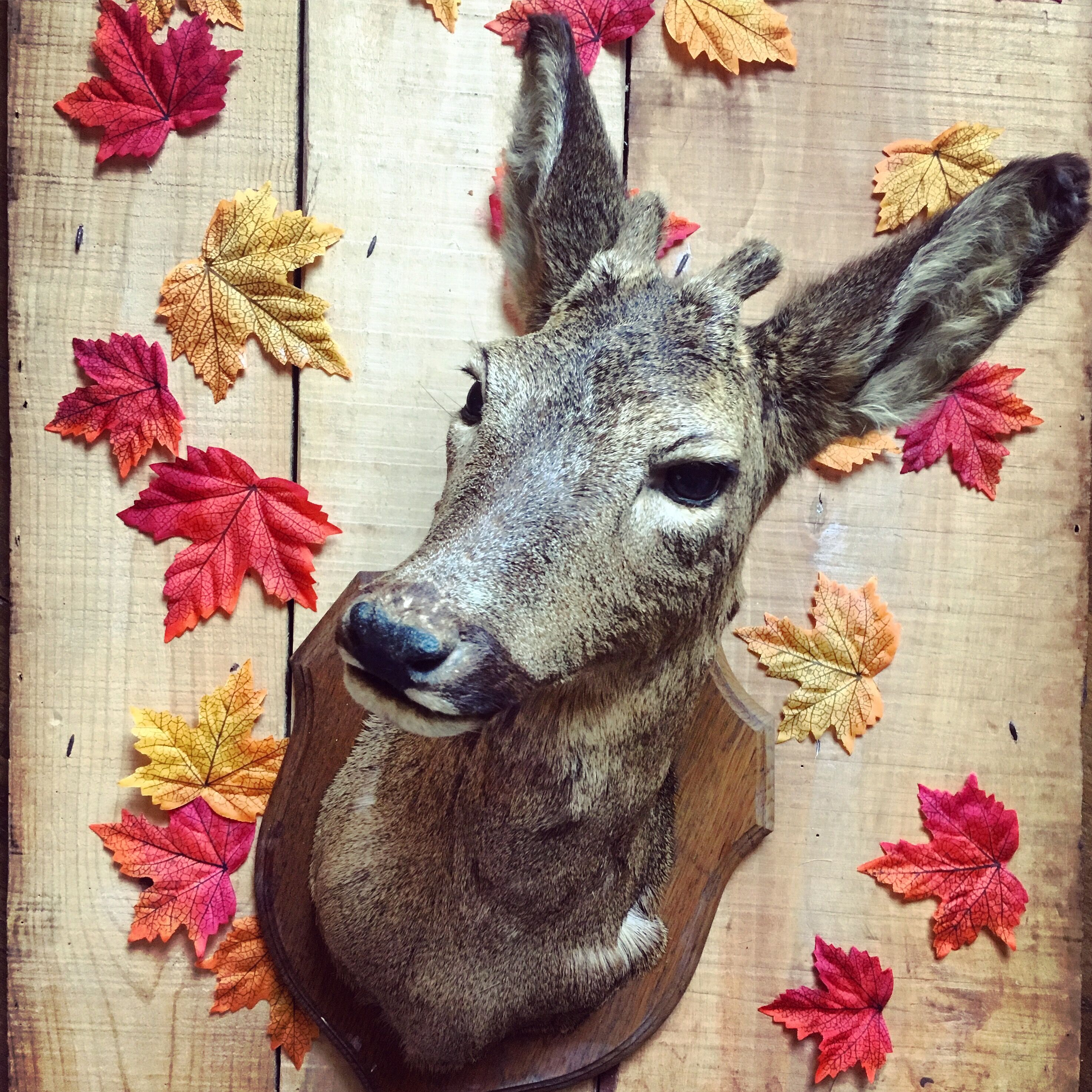 Taxidermy. Young deer. Hunting trophy. 1960's. Decoration cottage, cabin, country house. Curiosity cabinet
