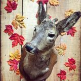 Taxidermy. Young deer. Hunting trophy. 1960's. Decoration cottage, cabin, country house. Curiosity cabinet