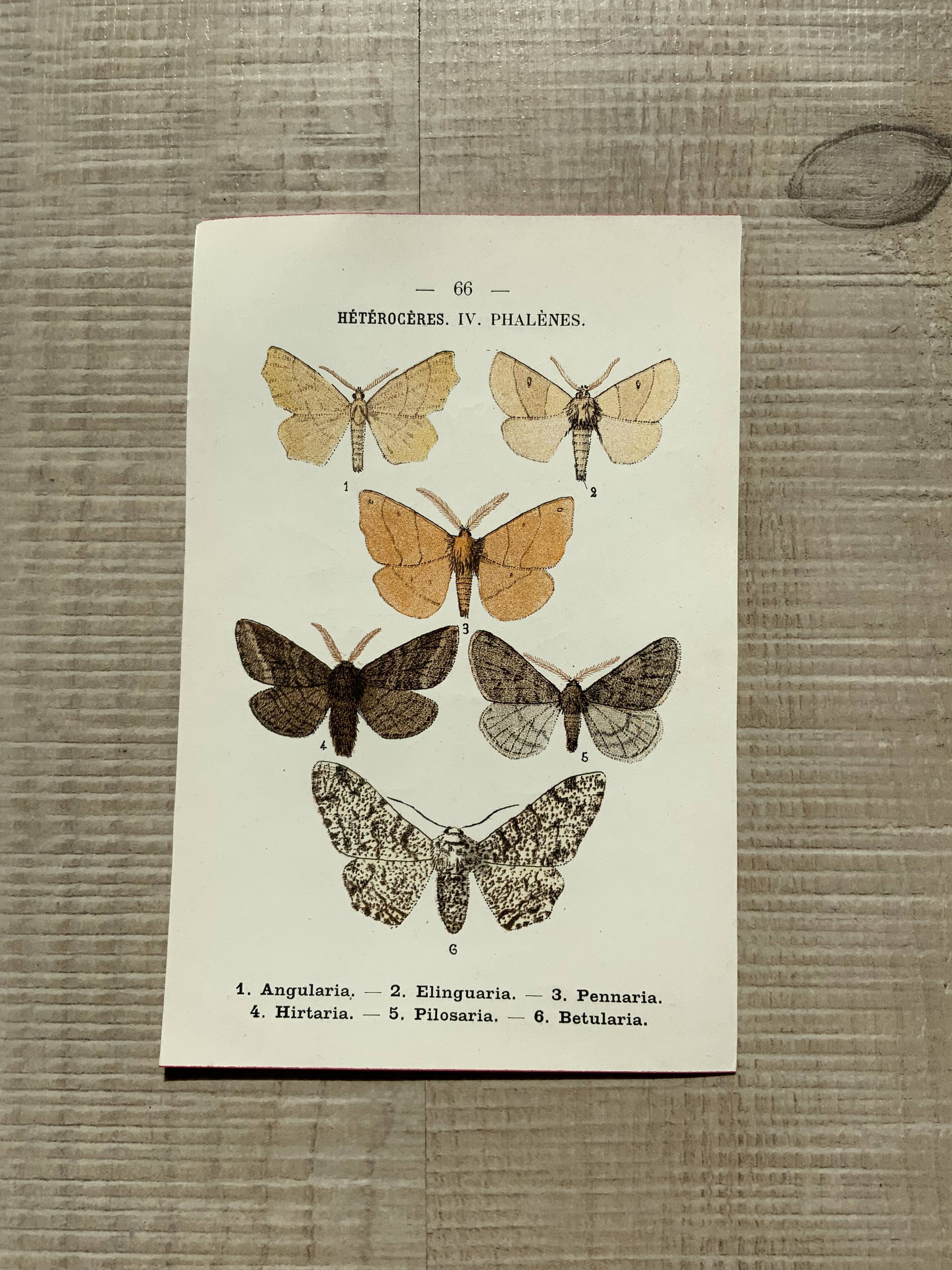 Vintage botanical plate antique engraving 1903 naturalistic work butterflies