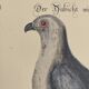 Old bird engraving - Swallow-tailed hawk - Zoological plate by Seligmann & Catesby
