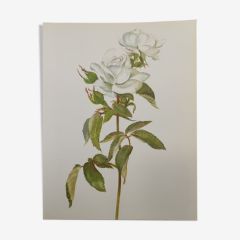 Rose botanical board - Original vintage from 1968 - Frau Karl Druschki