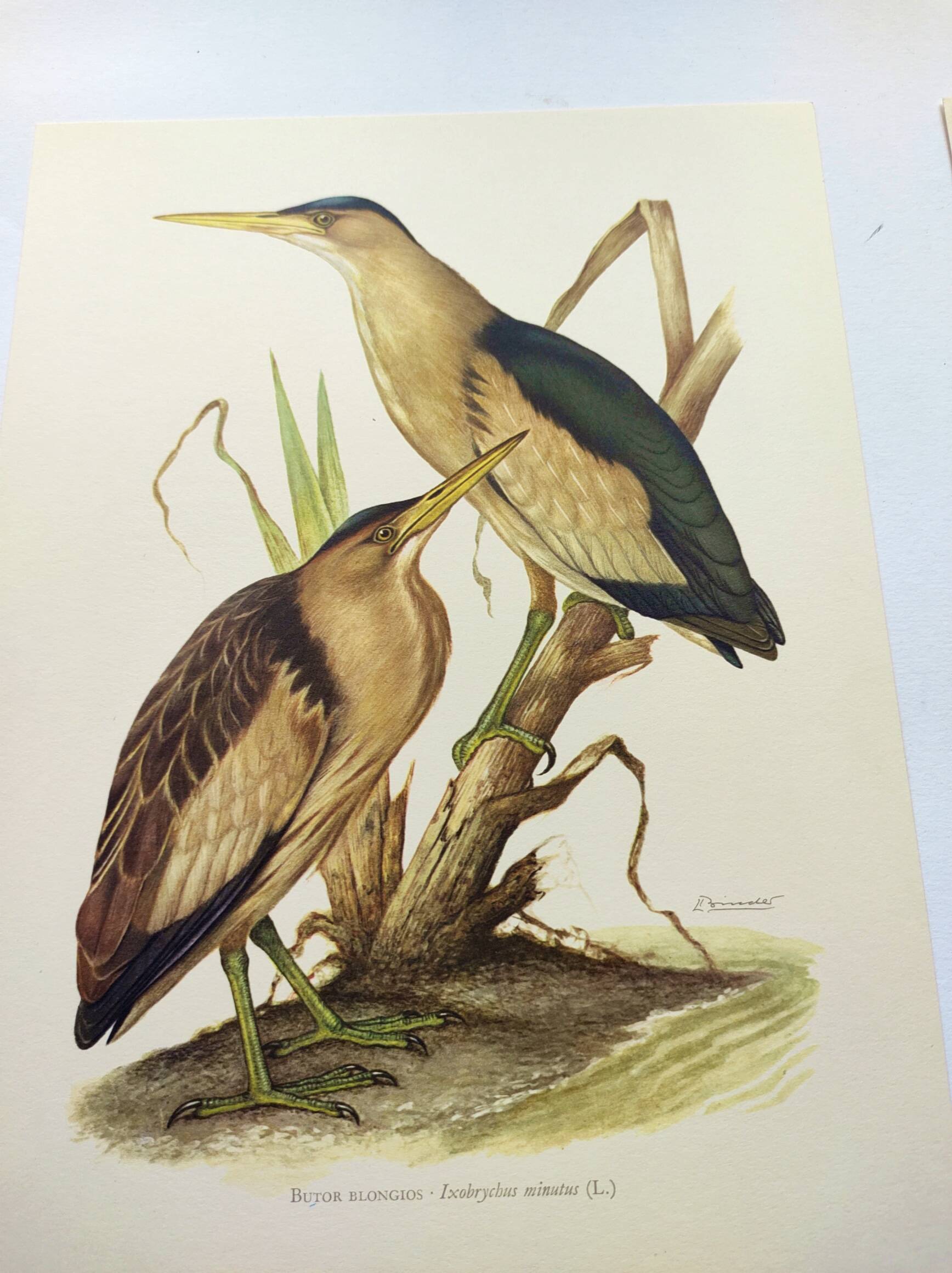 Old bird plate from the 1960s - Bittern - Zoological and ornithological illustration