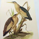 Old bird plate from the 1960s - Bittern - Zoological and ornithological illustration