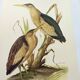 Old bird plate from the 1960s - Bittern - Zoological and ornithological illustration