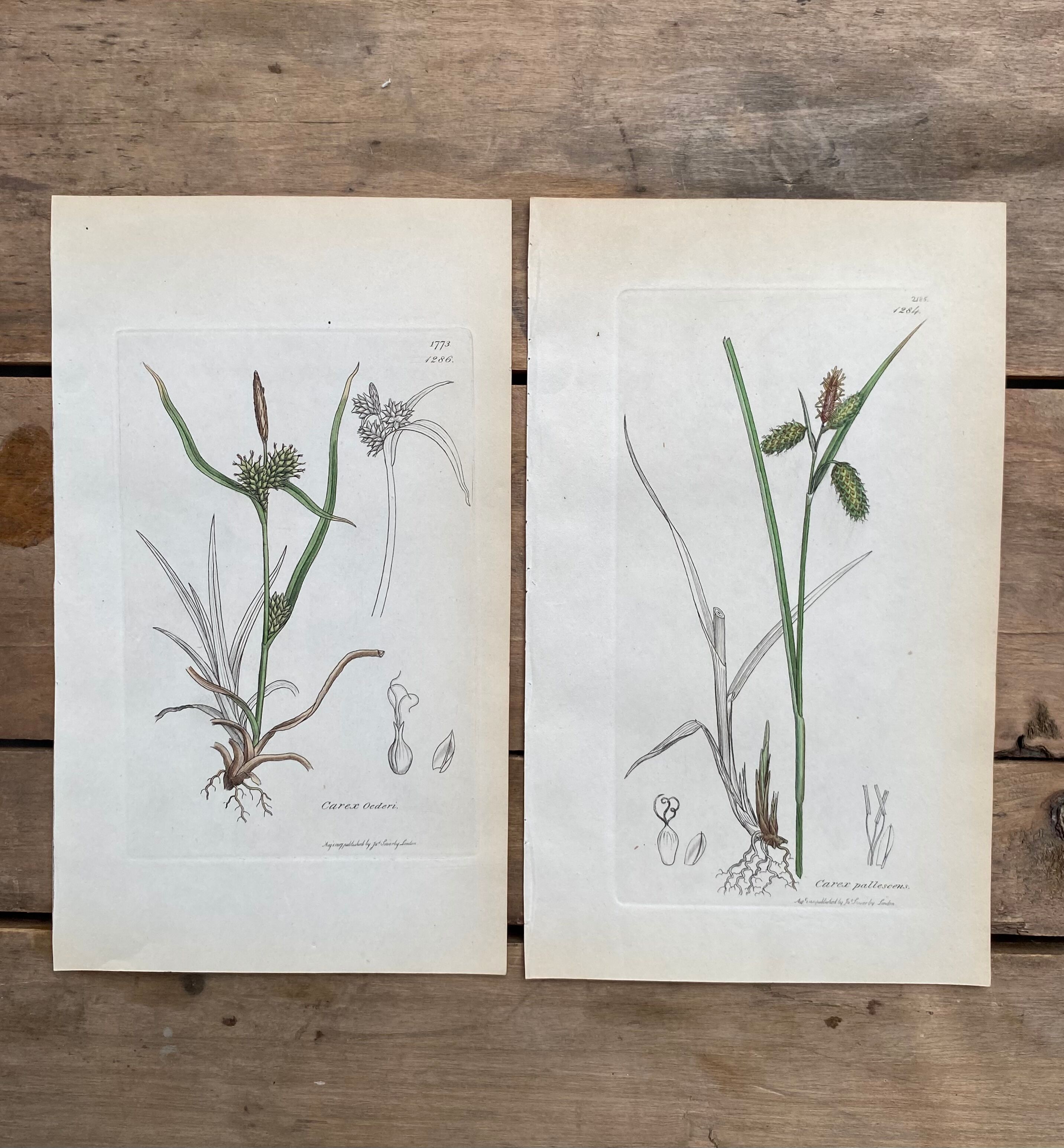 Duo planches botaniques, ed Londres 1809