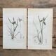 Duo planches botaniques, ed Londres 1809