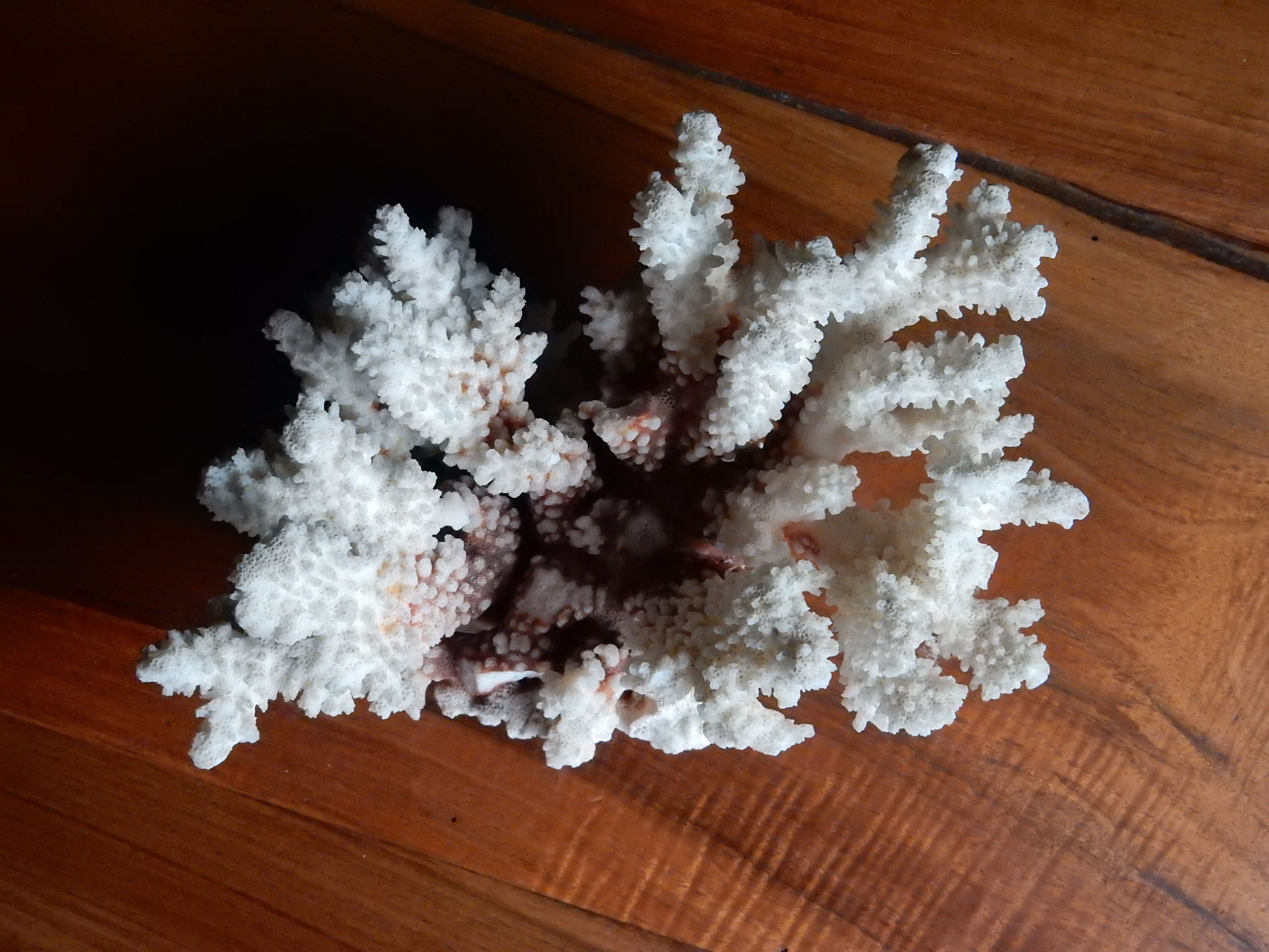 Ancient white coral from the 70s