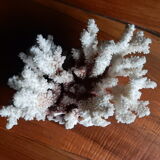 Ancient white coral from the 70s