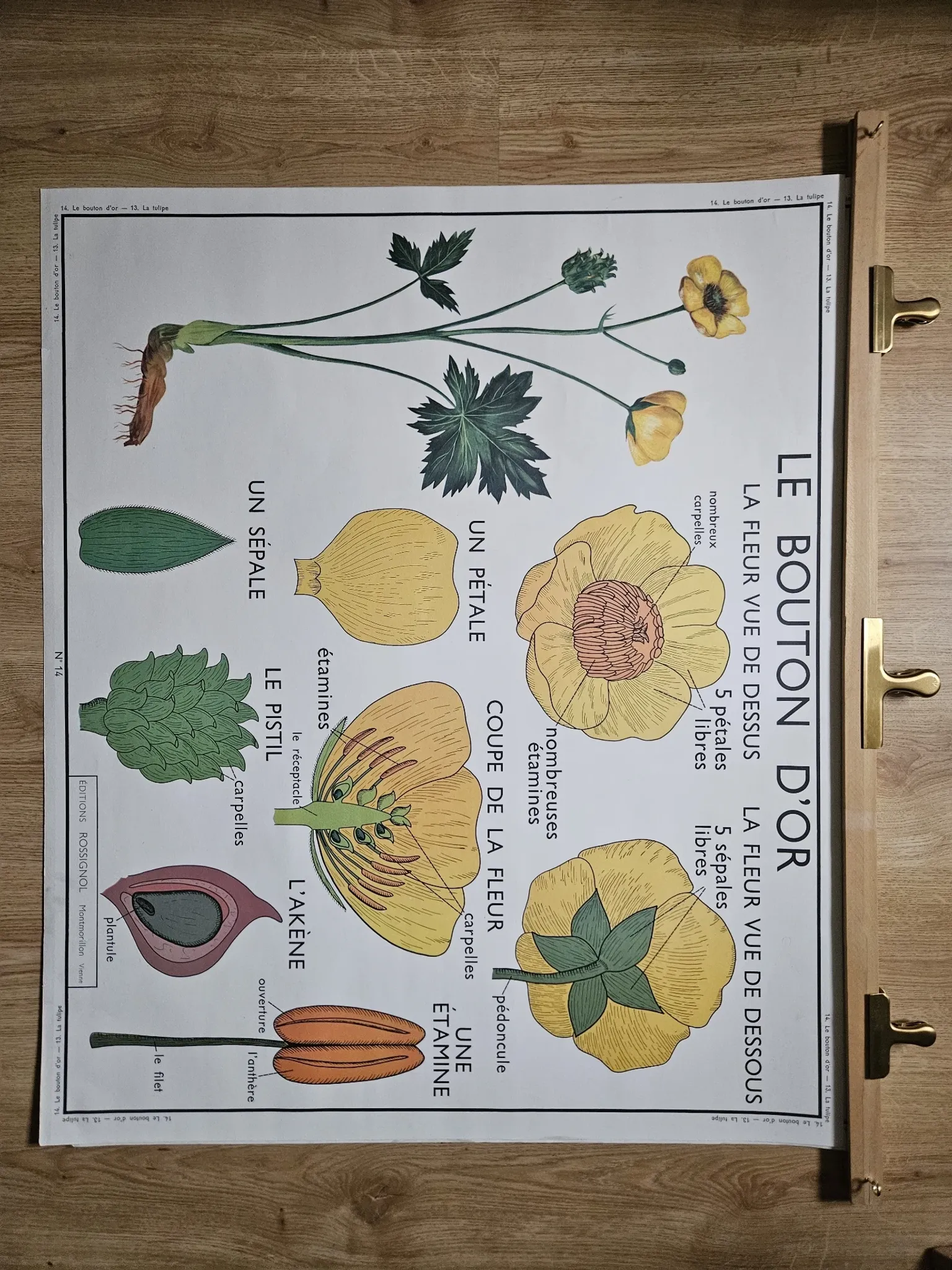 Large school poster The Buttercup and The Tulip Rossignol Editions