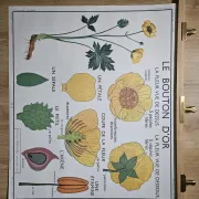 Large school poster The Buttercup and The Tulip Rossignol Editions