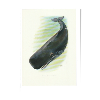 Vintage school print of a sperm whale