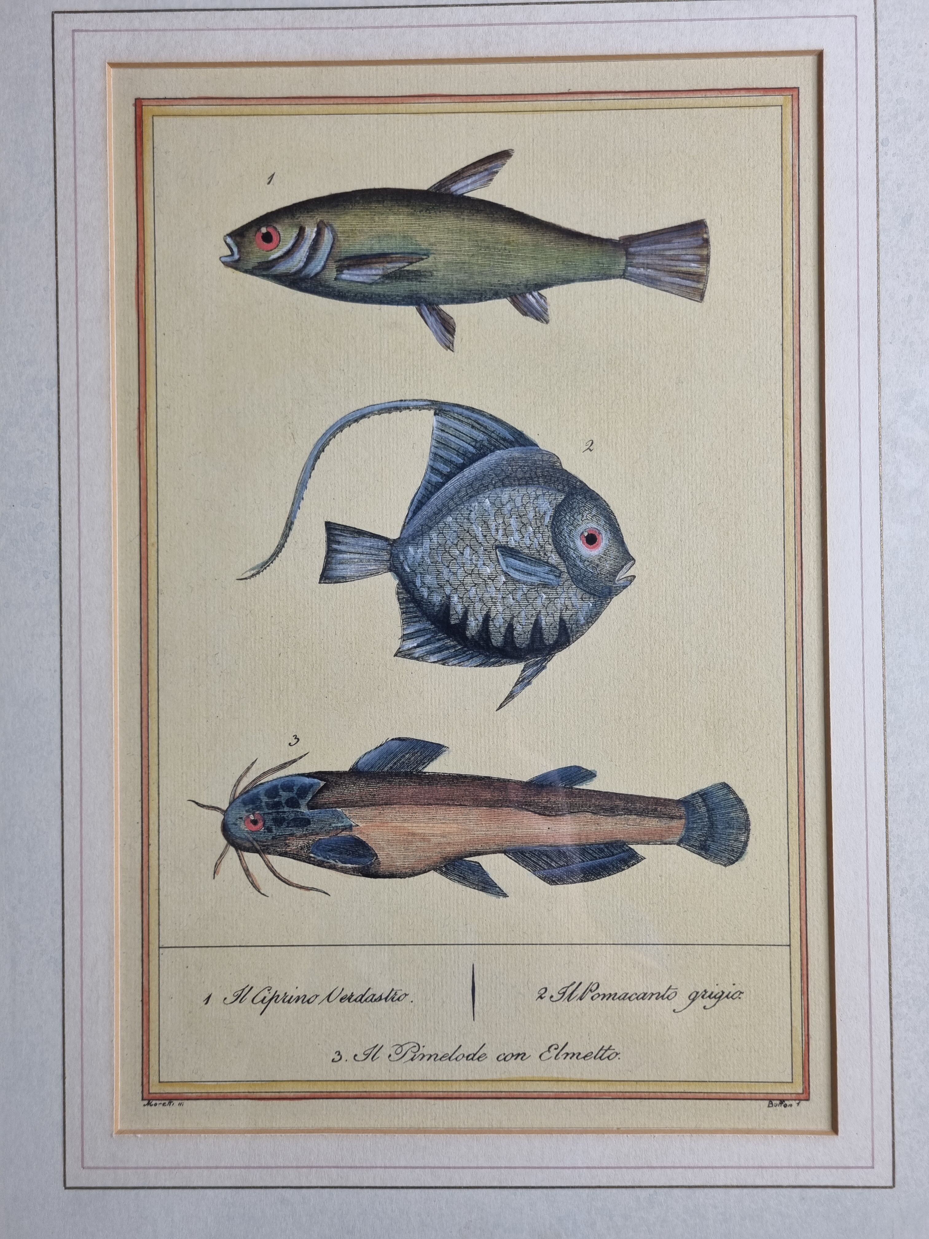 Ichthyological plate after Buffon, nineteenth century, framed