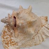 Shellfish