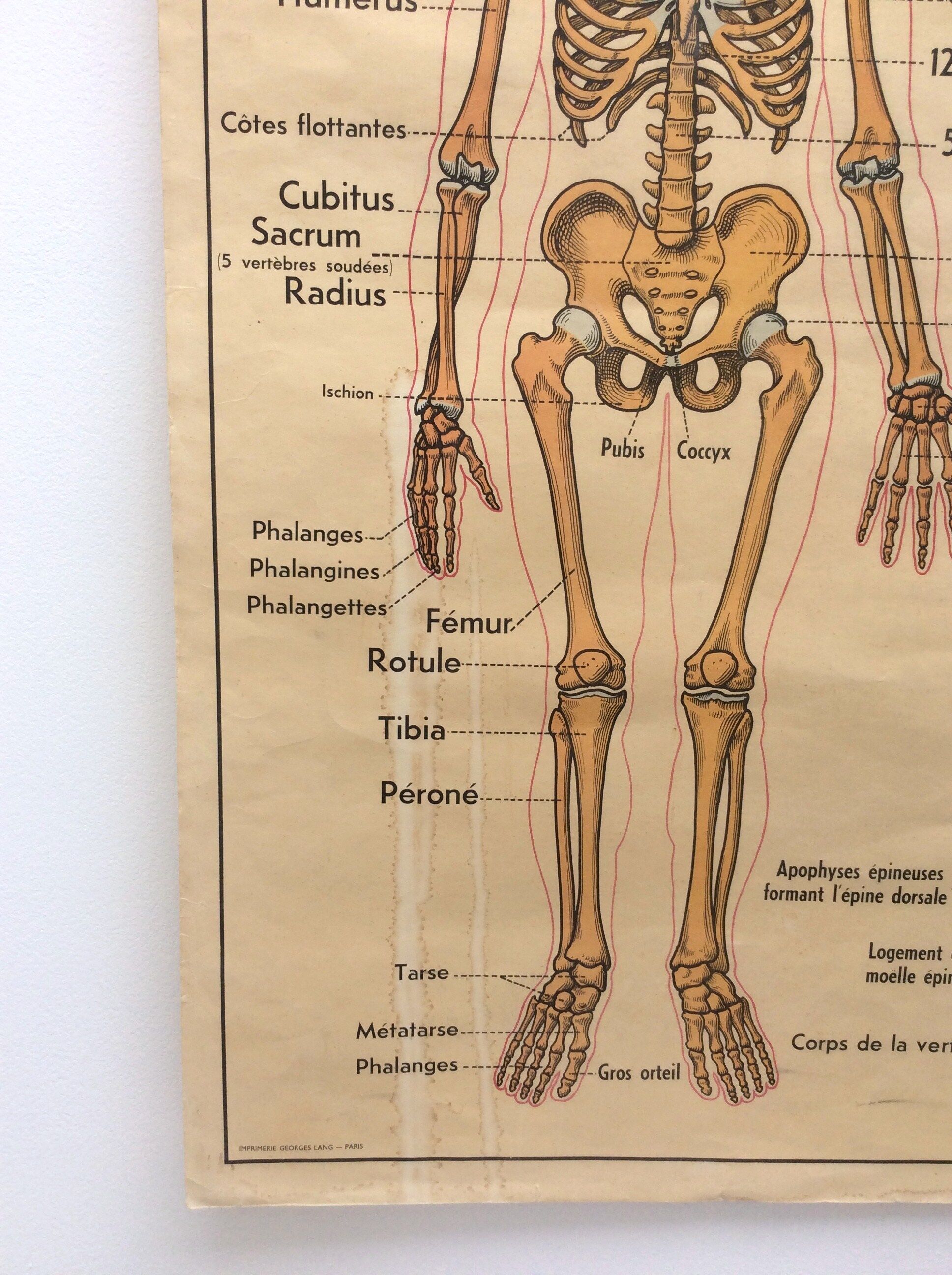 Affiche anatomie le squelette / les articulations