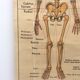 Affiche anatomie le squelette / les articulations