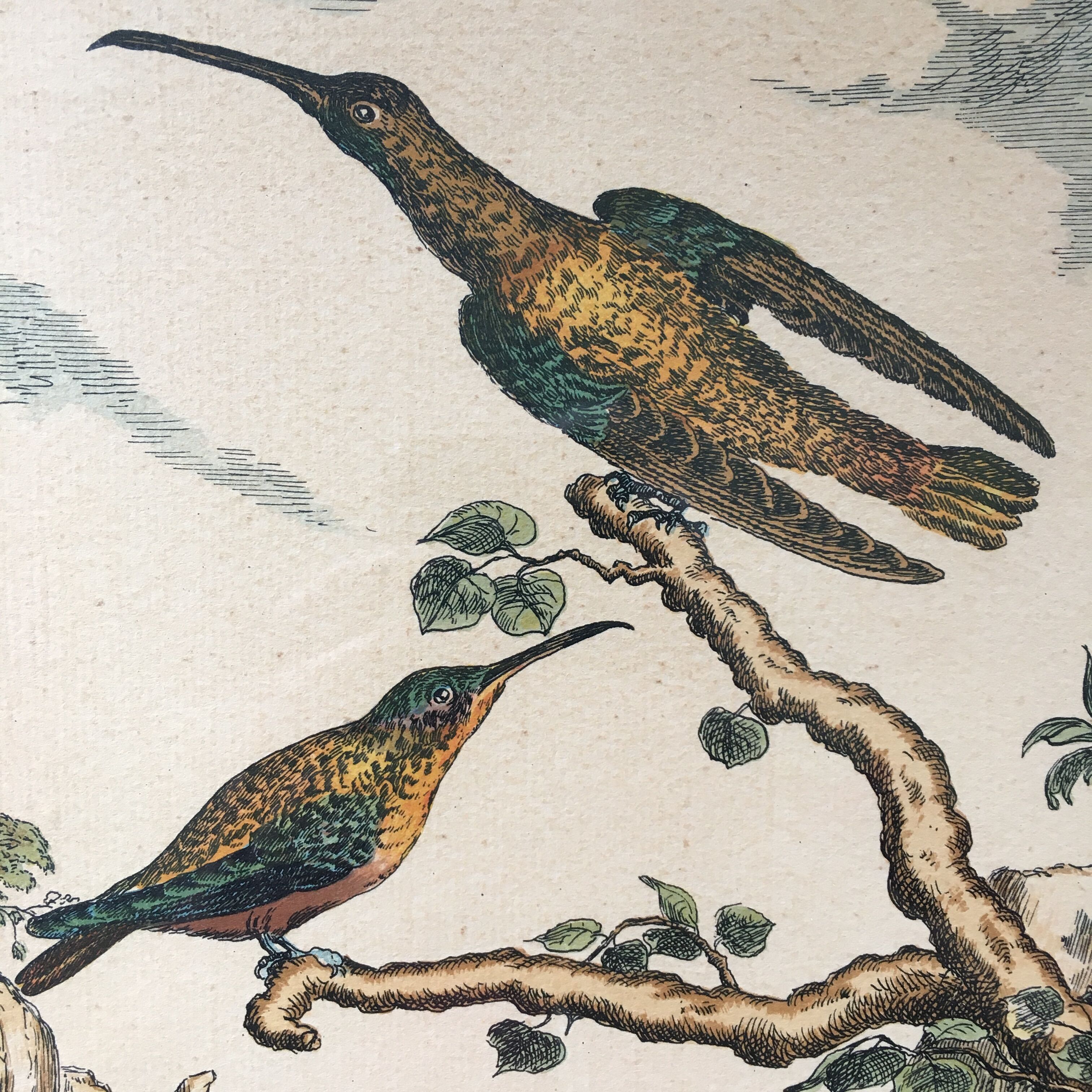 Illustration of hummingbirds.