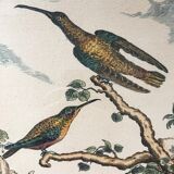 Illustration les colibris