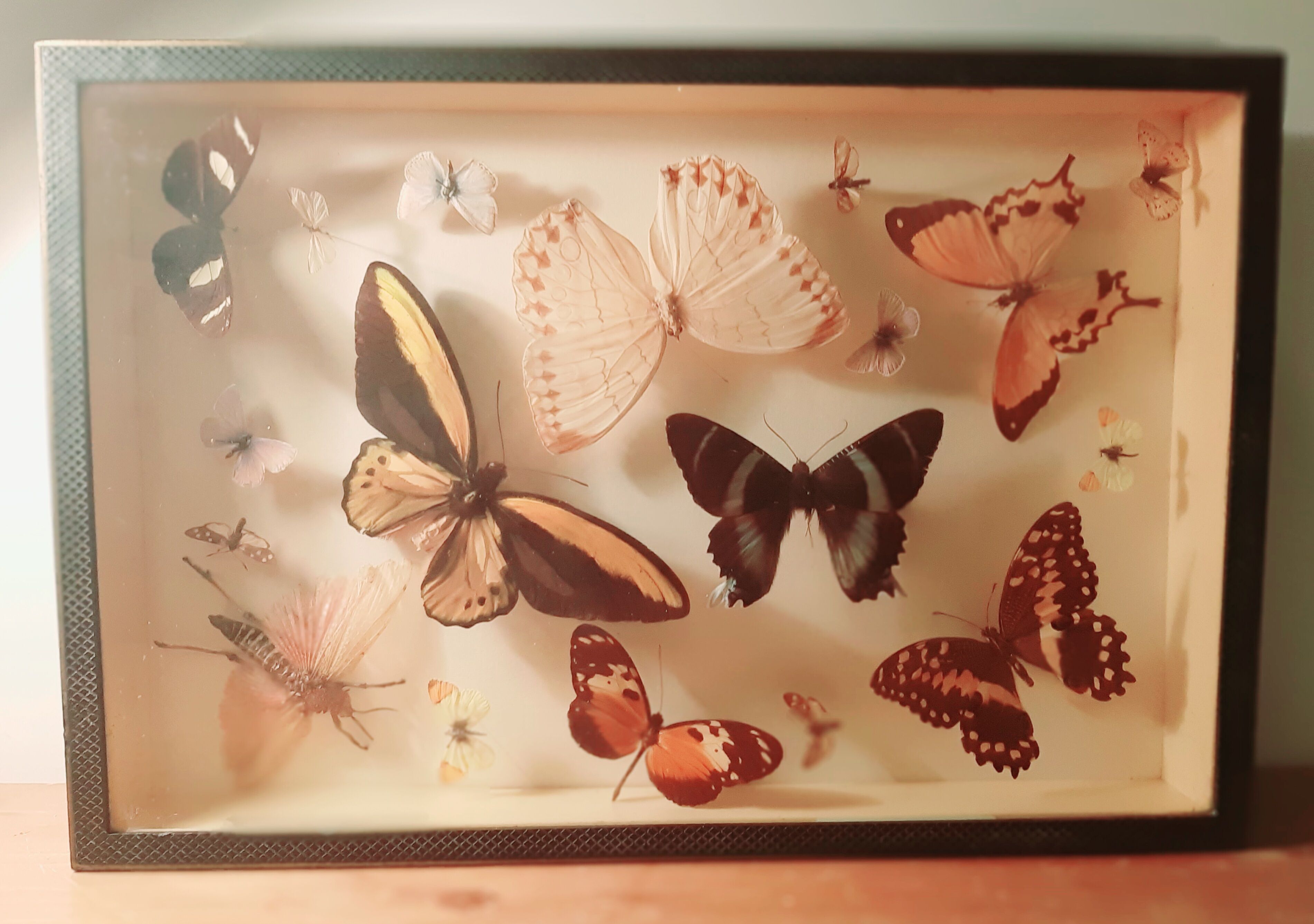 Set of butterflies framed under glass