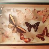 Ensemble de papillons encadrés sous verre