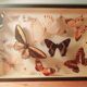 Set of butterflies framed under glass