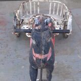 Sulky metal 50s two-seater