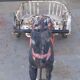 Sulky metal 50s two-seater