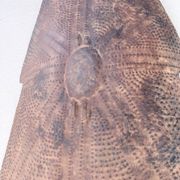 "Glagwa" shield embossed metal Cameroon 20th century