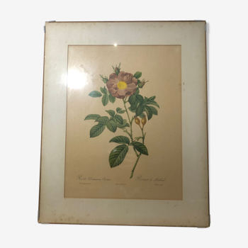 Ancient rose botanical board signed PJ Redouté old colorful printing hands