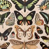 Lithograph of exotic butterflies - 1900