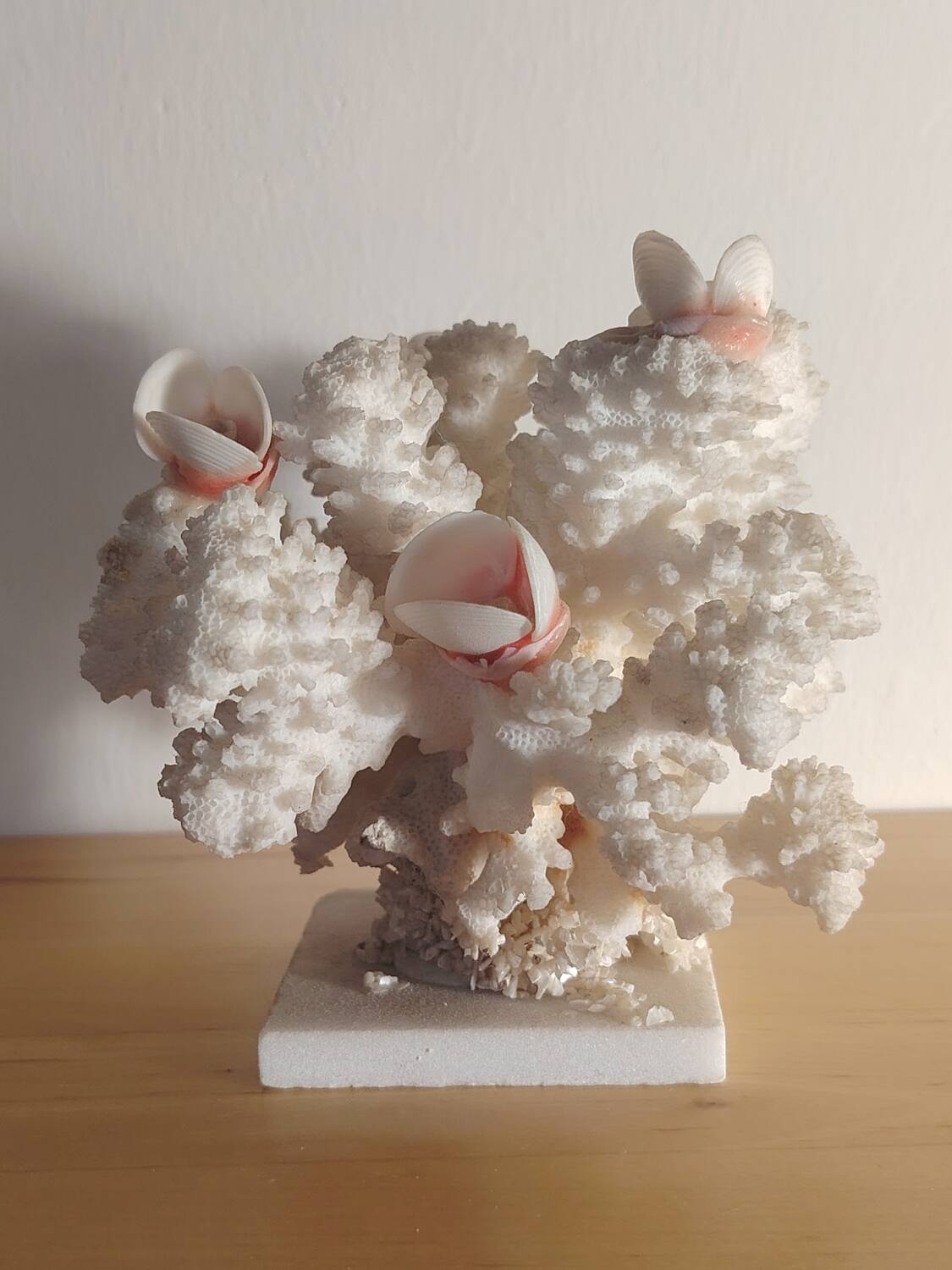 Antique white coral adorned with pink seashells