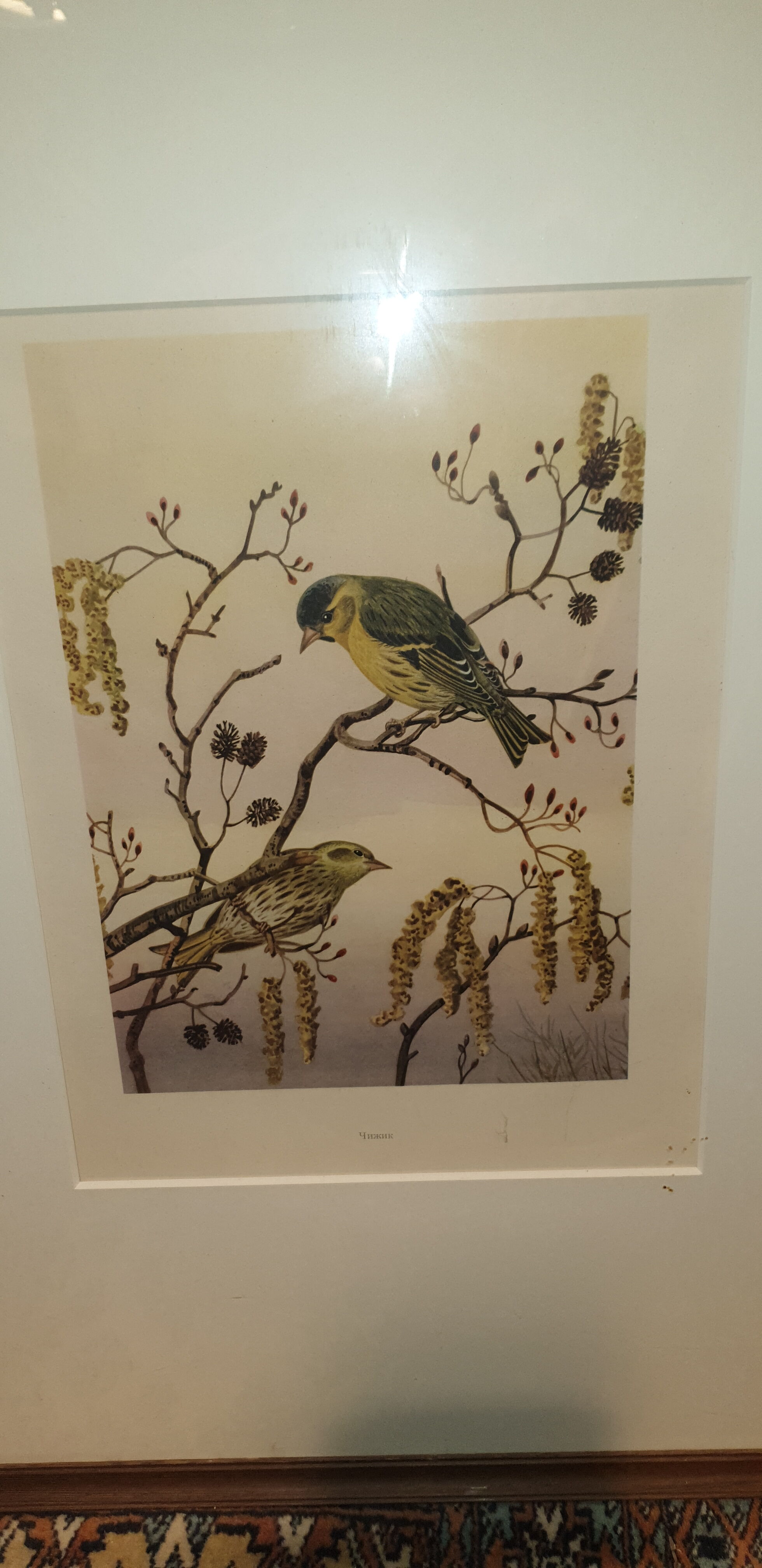 Ornithological engraving