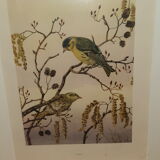 Ornithological engraving