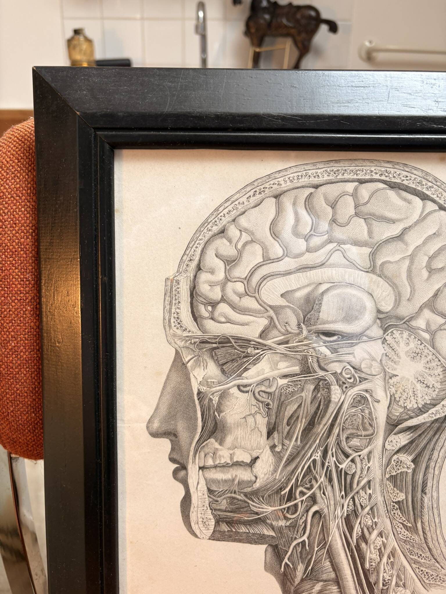 Old Print Engraving by Friderici Arnoldi Icones of the Nerves of the Head