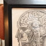Old Print Engraving by Friderici Arnoldi Icones of the Nerves of the Head