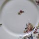 55-piece Limoges porcelain dinner service from the 1930s