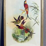 Topaza ornithological lithograph