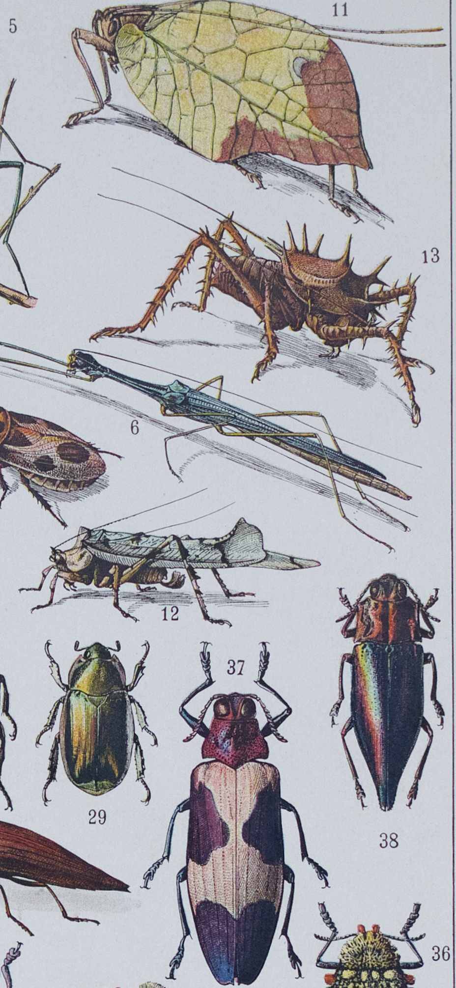 Original plate from 1930: insects, the art of scientific detail.