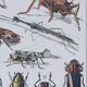 Original plate from 1930: insects, the art of scientific detail.