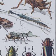 Original plate from 1930: insects, the art of scientific detail.