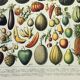 Gravure ancienne 1898, Fruits (exotiques), variétés • Lithographie, illustration originale