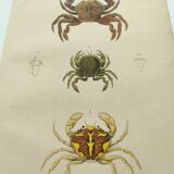 Gravures ancienne de 1839 -Crabes Portunes- Planche coloriée à la main