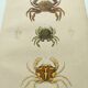 Antique engravings from 1839 - Portune crabs - Hand-colored plate
