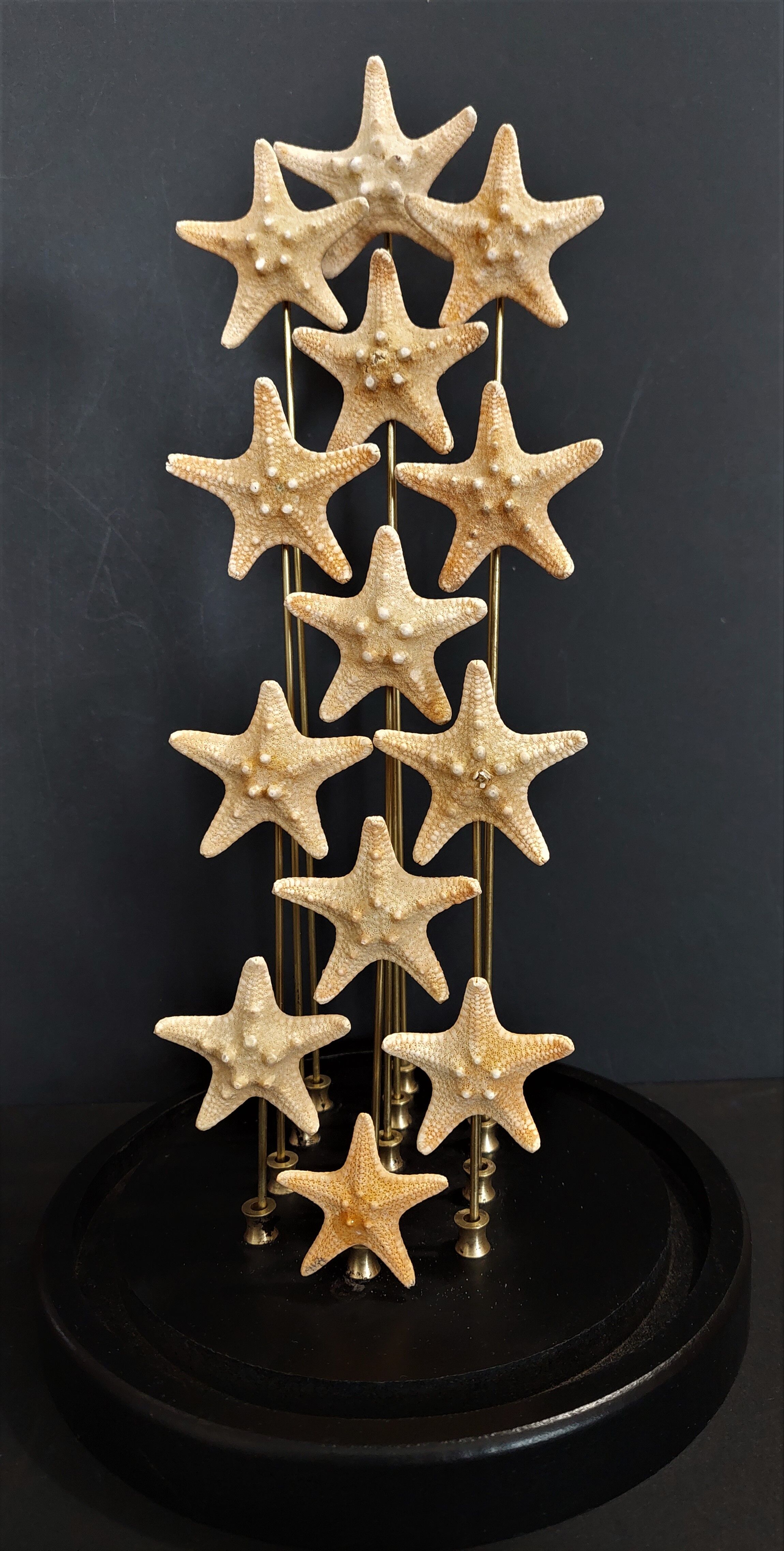 Cabinet of curiosities starfish globe protoreaster nodosus